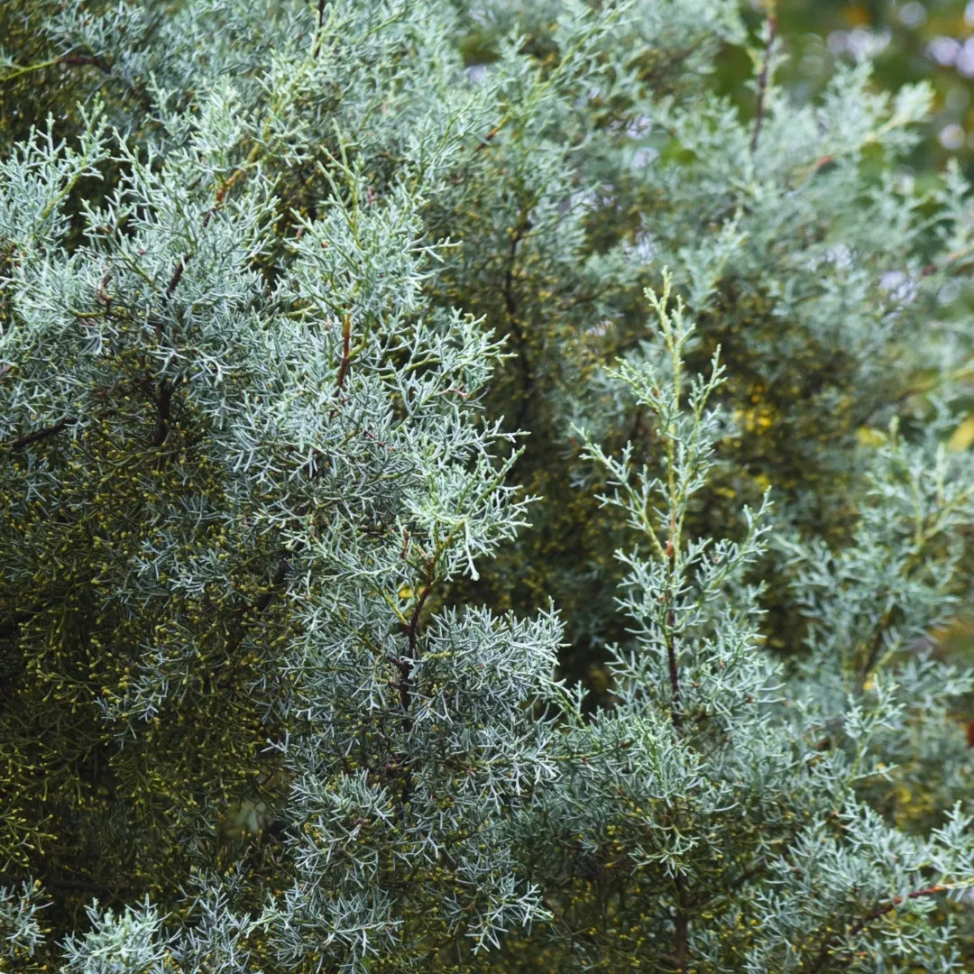 Blue Ice Cypress