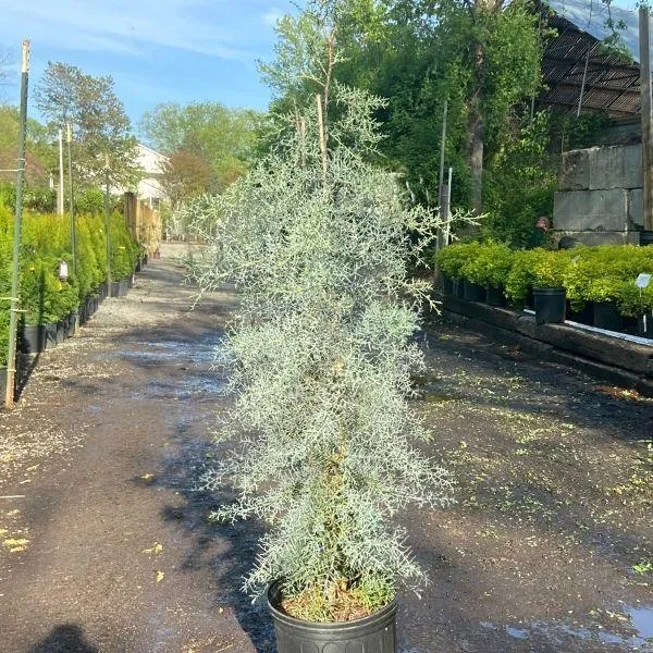 Blue Ice Cypress