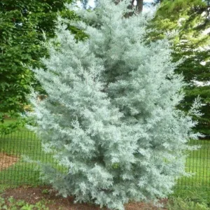 Blue Ice Cypress