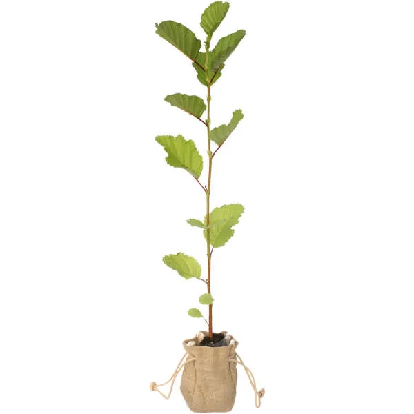 Common Alder Tree