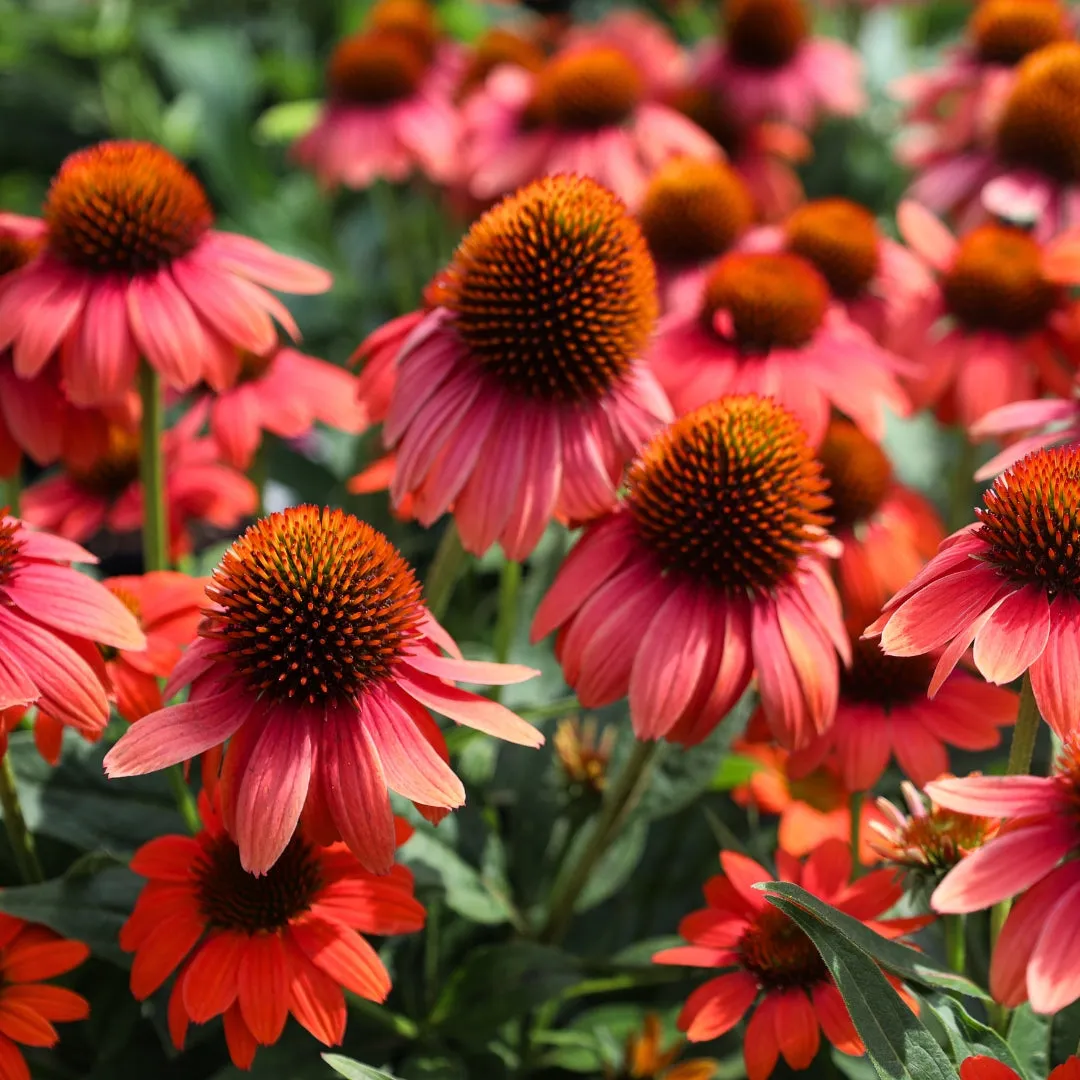 Echinacea Sombrero Poco™ Hot Coral