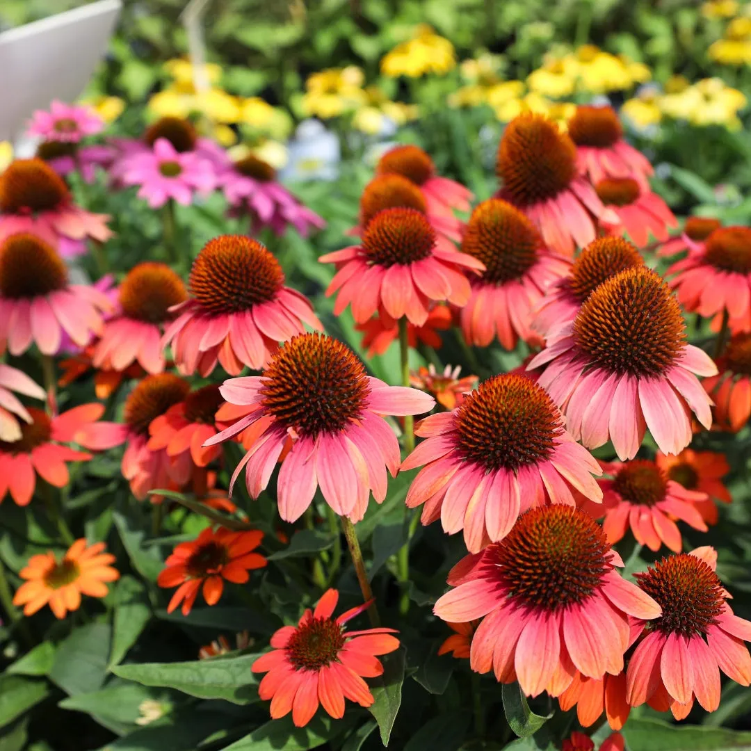 Echinacea Sombrero Poco™ Hot Coral