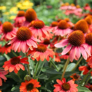 Echinacea Sombrero Poco™ Hot Coral