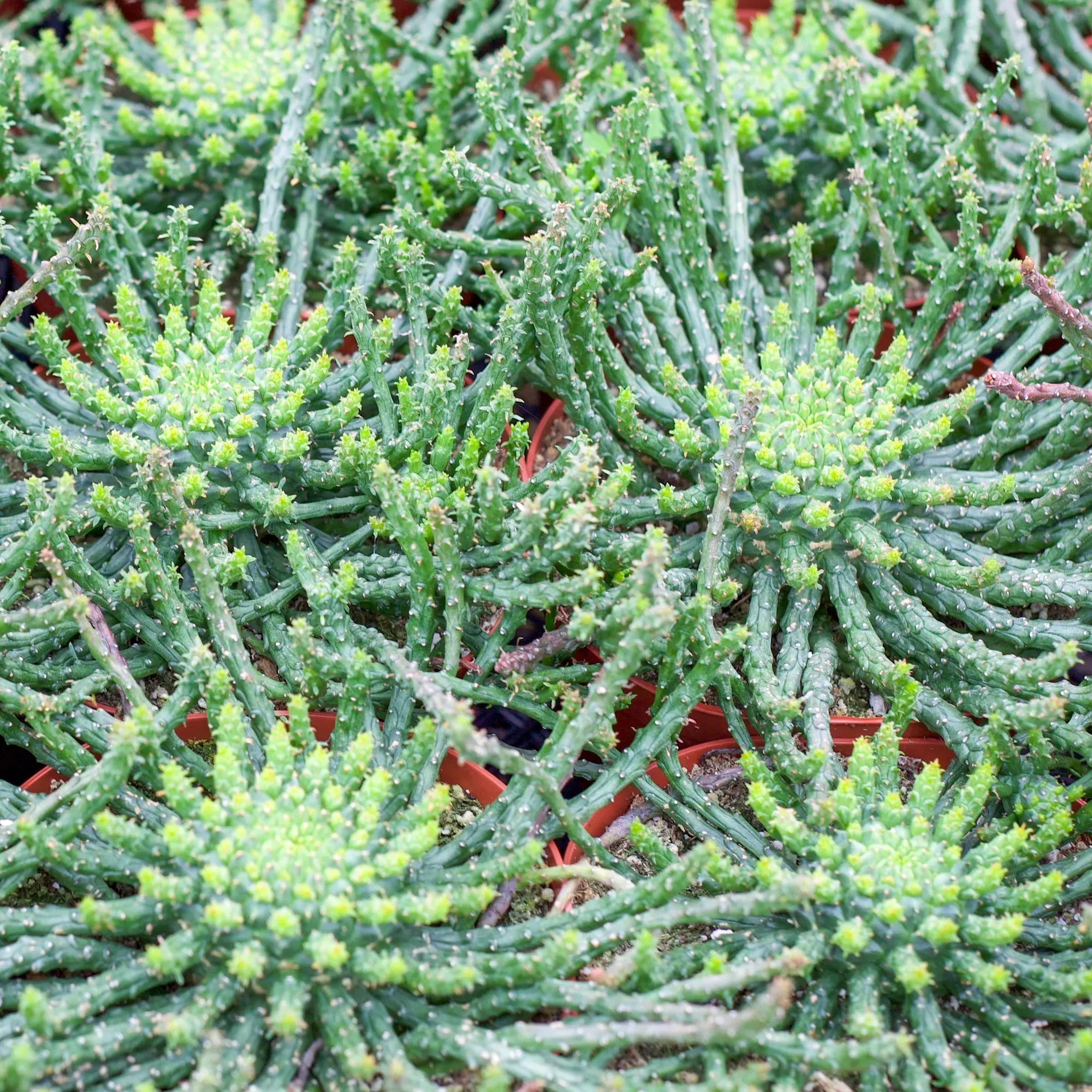Euphorbia flanangii 'Medusa's Head'