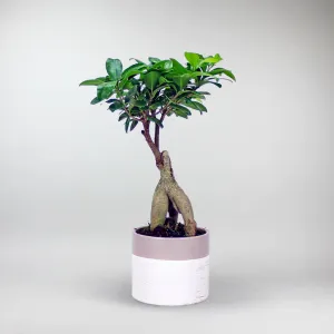 Ficus Ginseng Bonsai | Ficus Microcarpa 12 cm