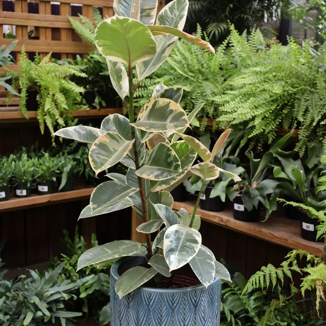 Ficus Tineke