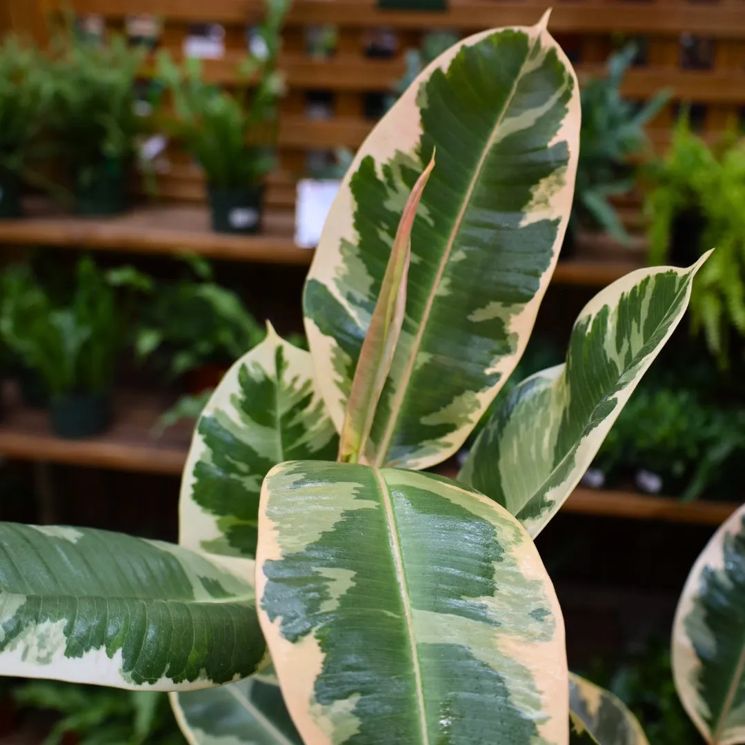 Ficus Tineke