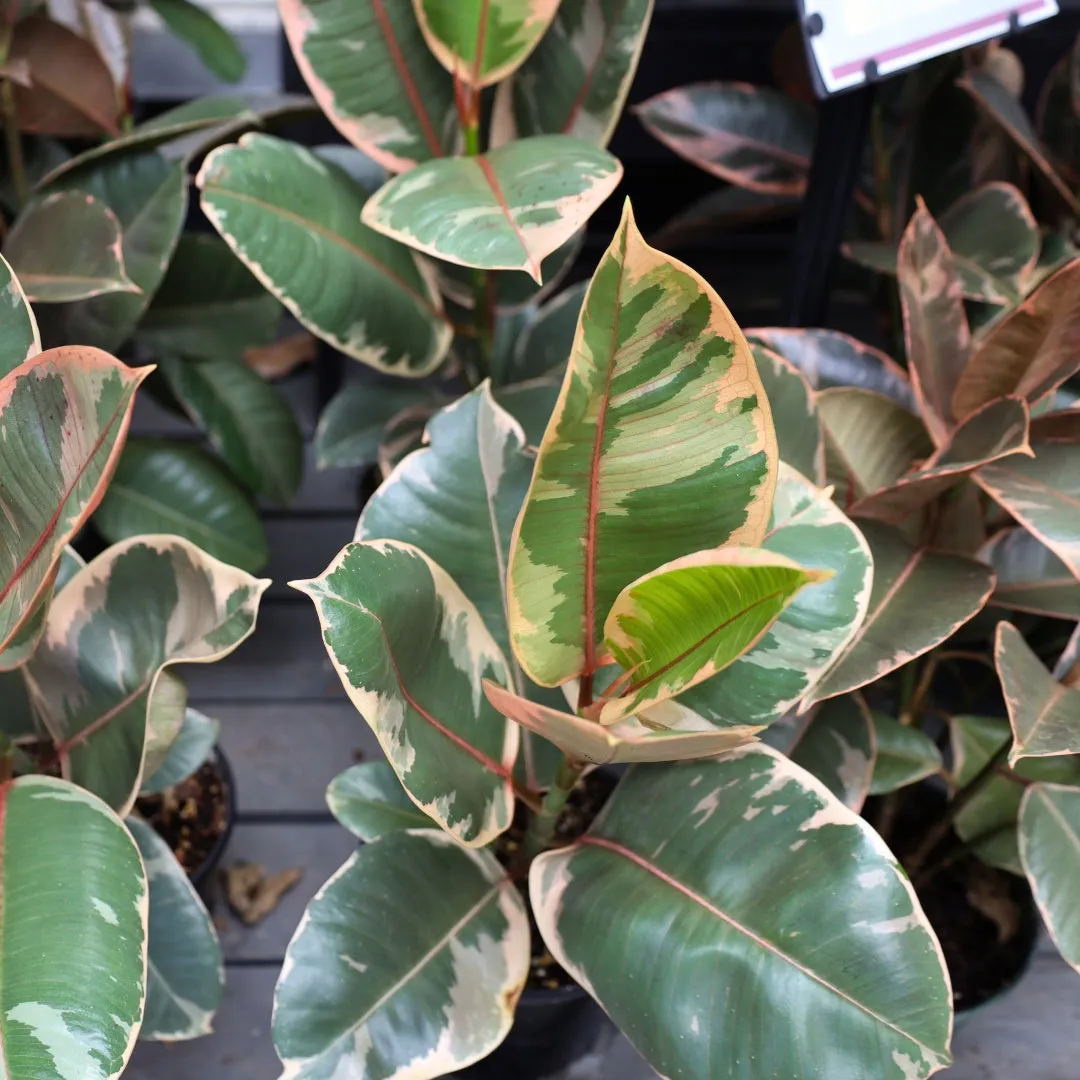 Ficus Tineke