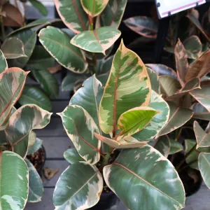 Ficus Tineke