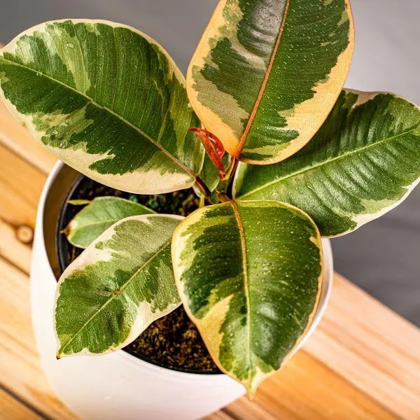 Ficus Tineke