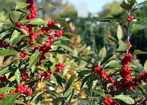 Ilex verticillata | Winterberry Holly | 5 Seeds