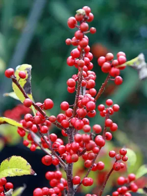 Ilex verticillata | Winterberry Holly | 5 Seeds