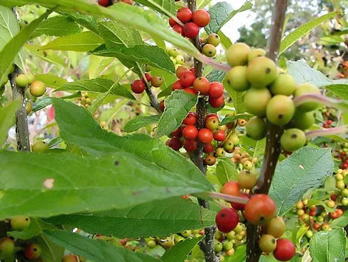 Ilex verticillata | Winterberry Holly | 5 Seeds