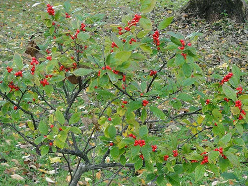 Ilex verticillata | Winterberry Holly | 5 Seeds