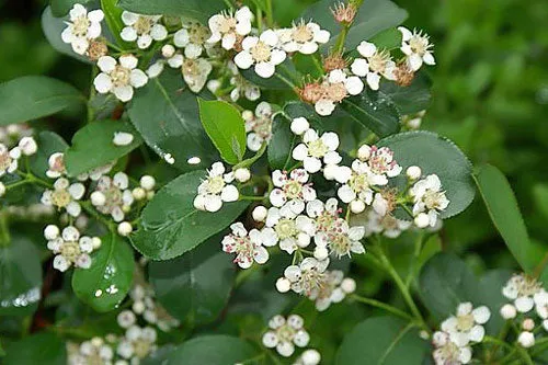 Ilex verticillata | Winterberry Holly | 5 Seeds