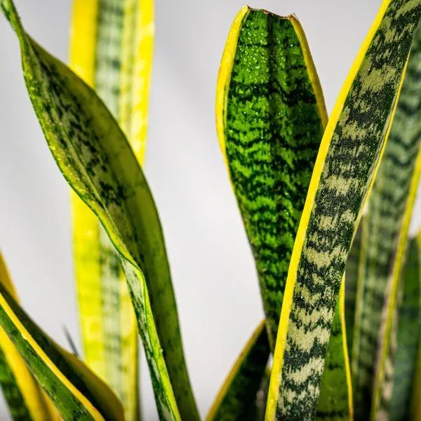 Laurentii Snake Plant
