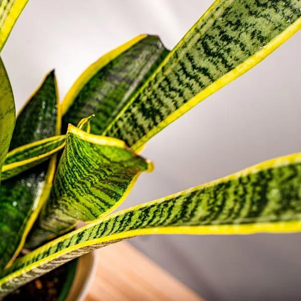 Laurentii Snake Plant
