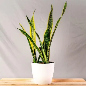Laurentii Snake Plant