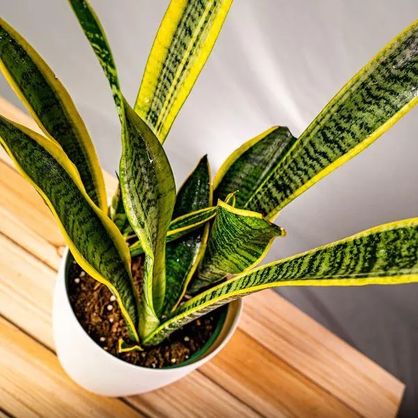 Laurentii Snake Plant