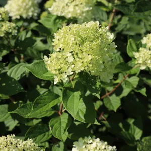 Little Lime® Hydrangea
