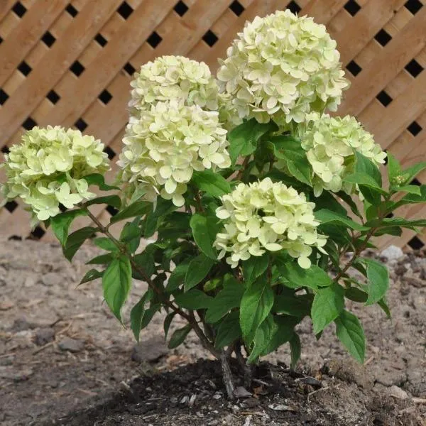 Little Lime® Hydrangea