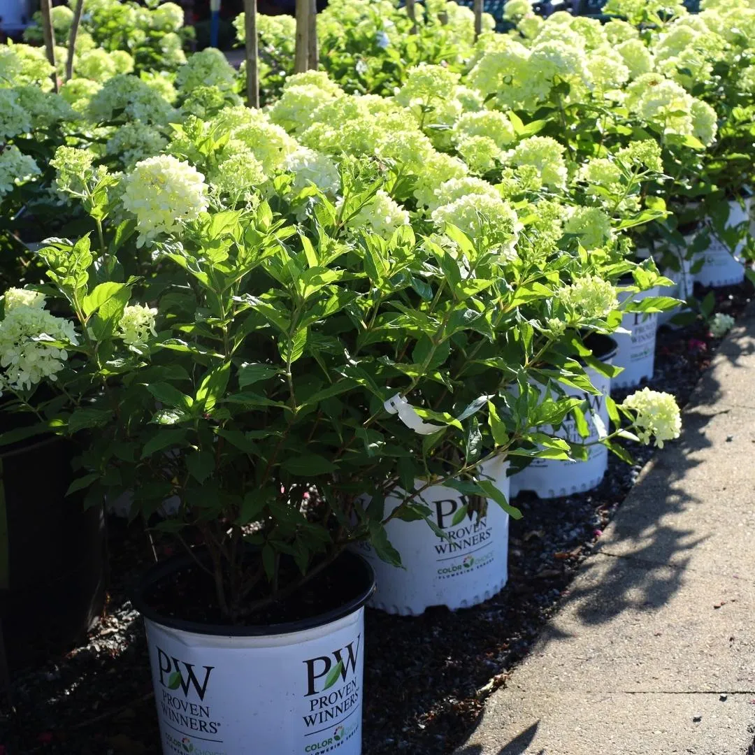 Little Lime® Hydrangea