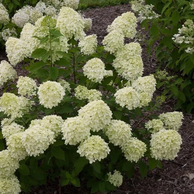 Little Lime® Hydrangea