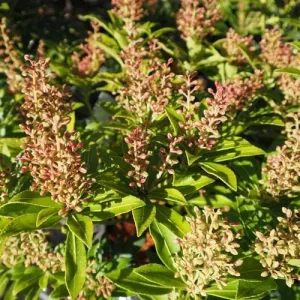 Pieris japonica Debutante