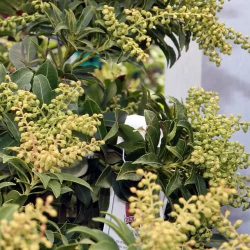 Pieris japonica Sarabande