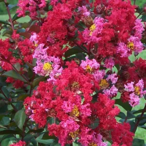 Princess Zoey Crape Myrtle