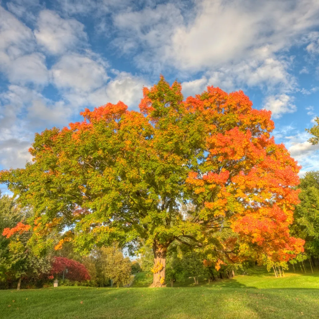 Sugar Maple