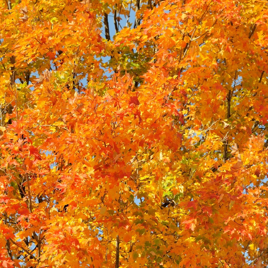 Sugar Maple