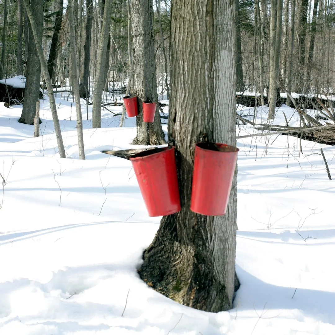 Sugar Maple