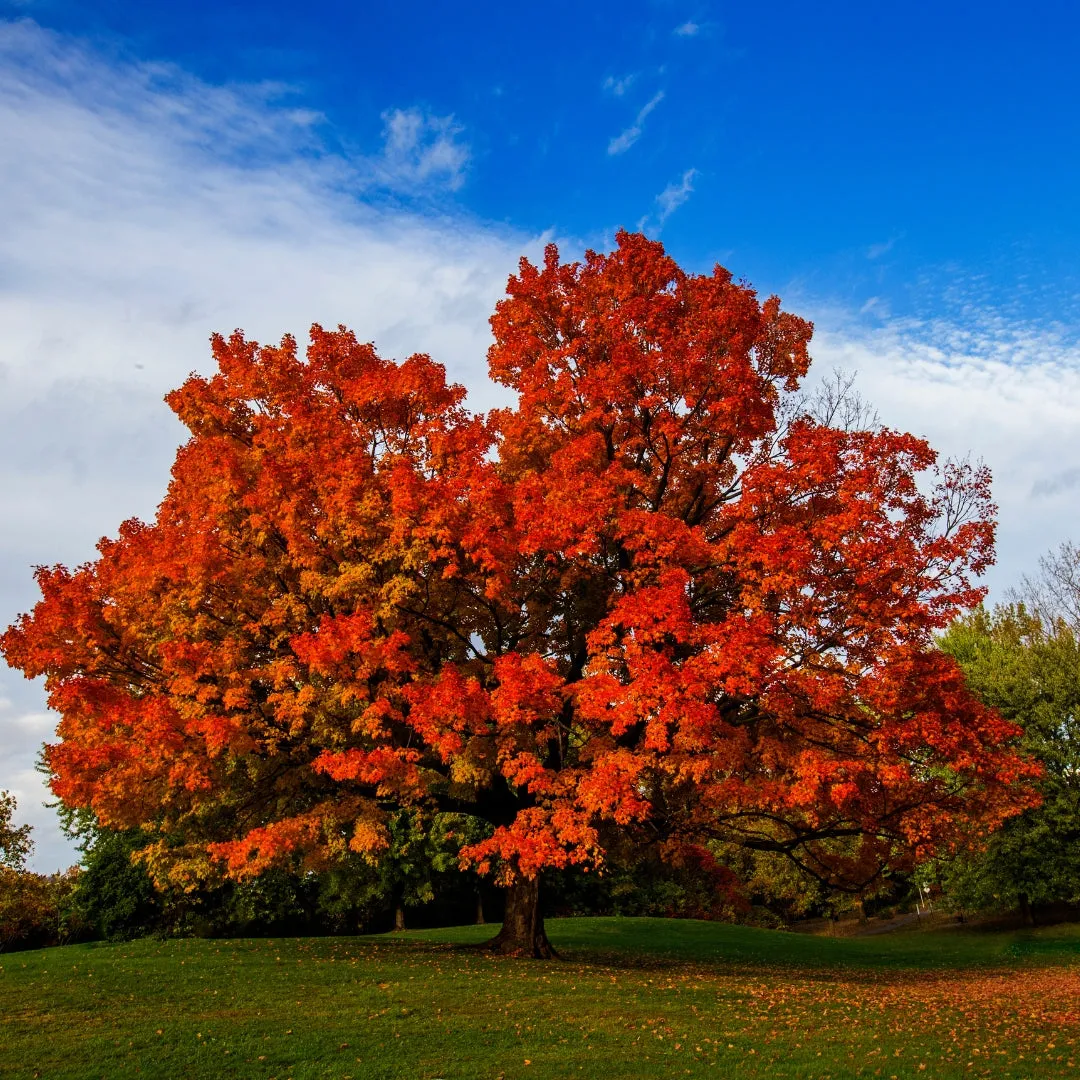 Sugar Maple