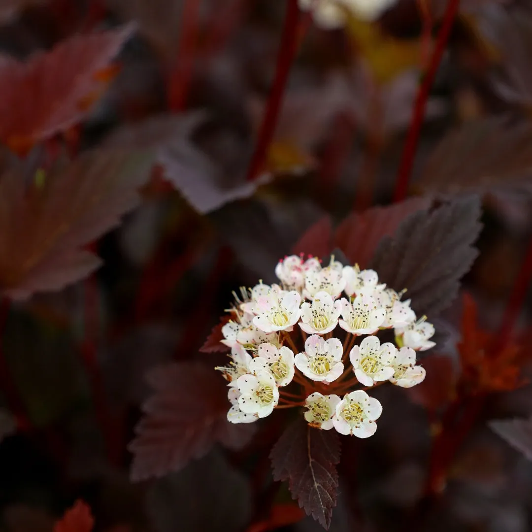 Summer Wine® Ninebark