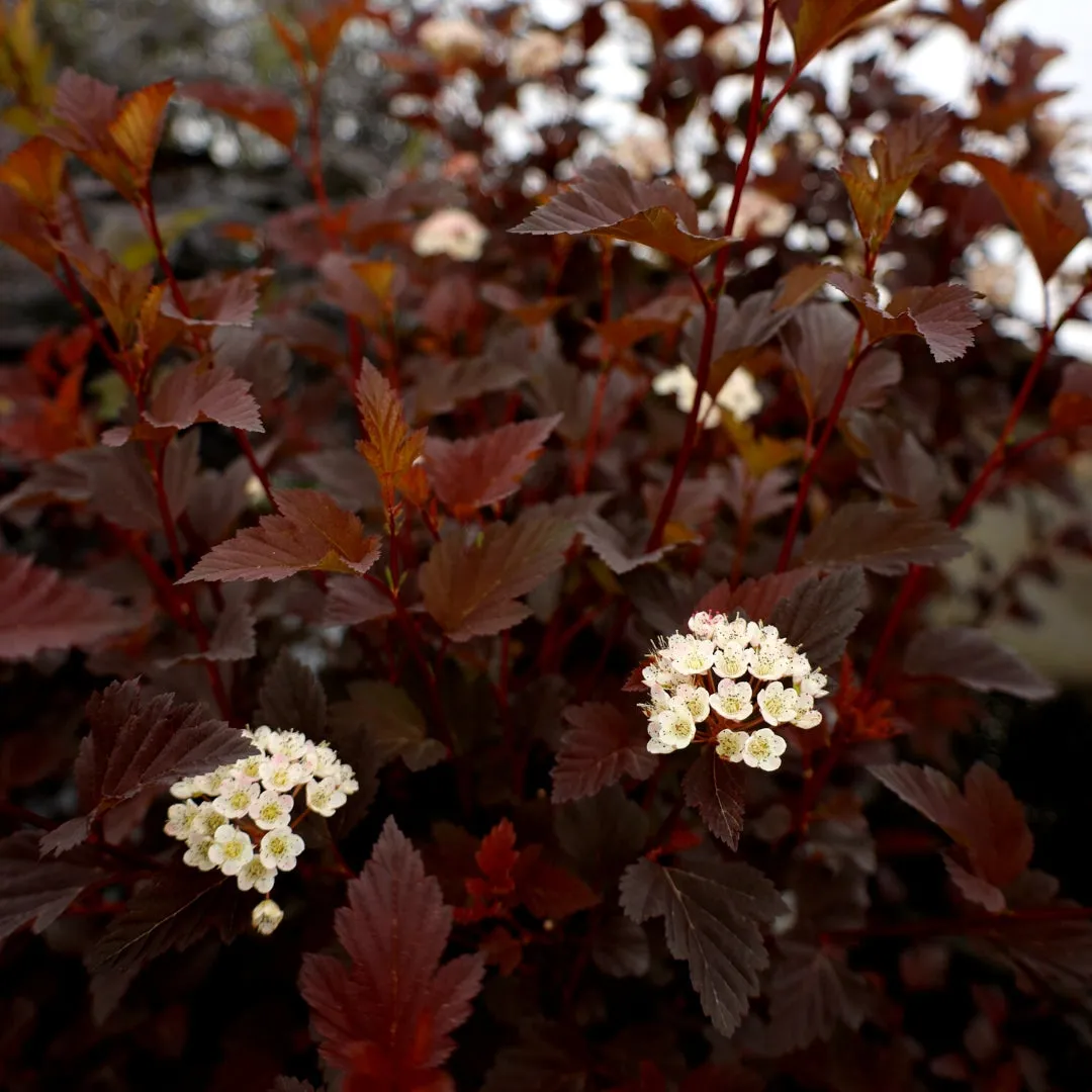Summer Wine® Ninebark