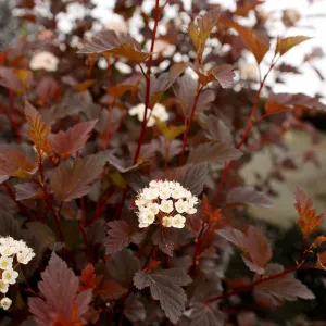 Summer Wine® Ninebark