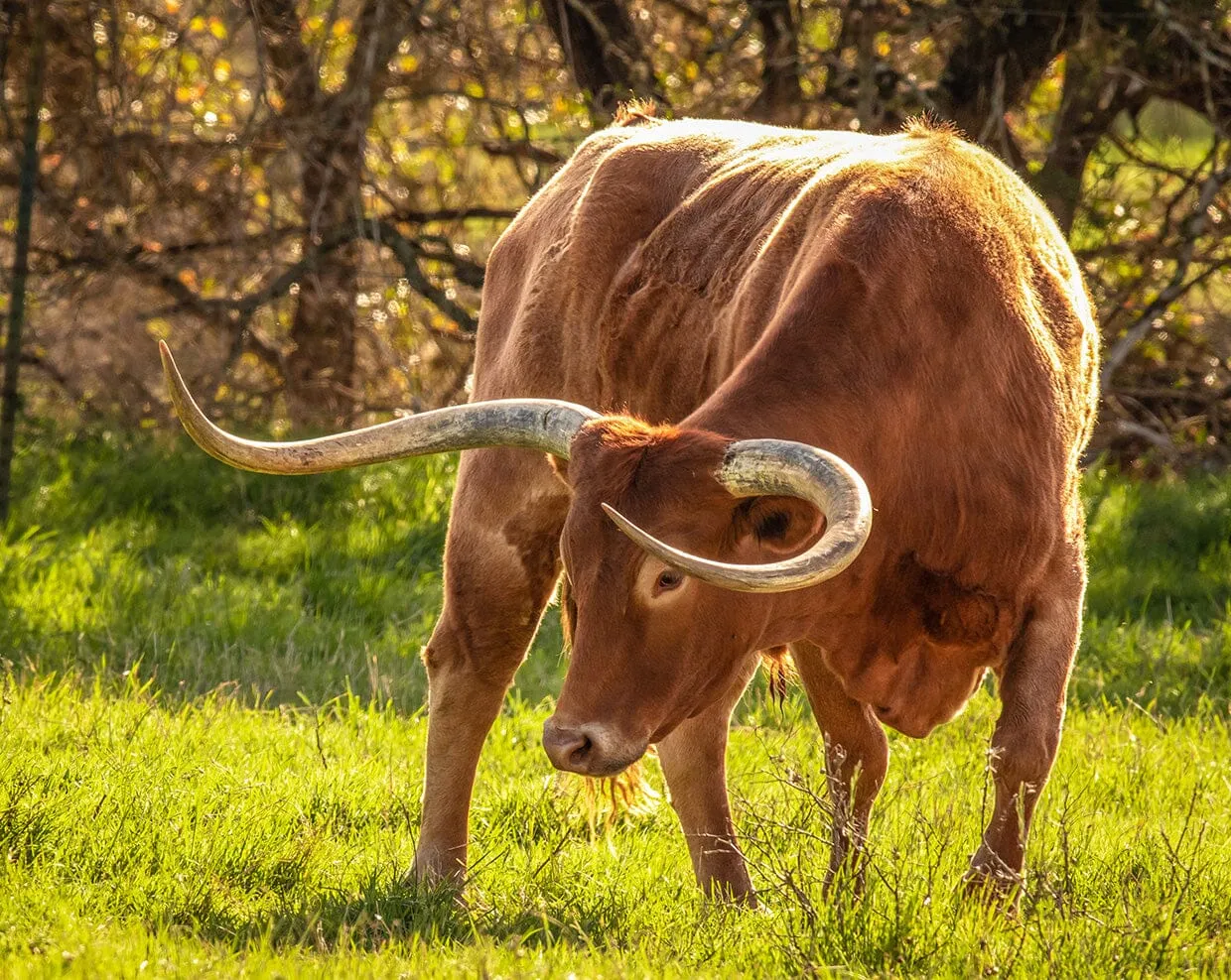 Texas Longhorn Bull | Breyer Animals