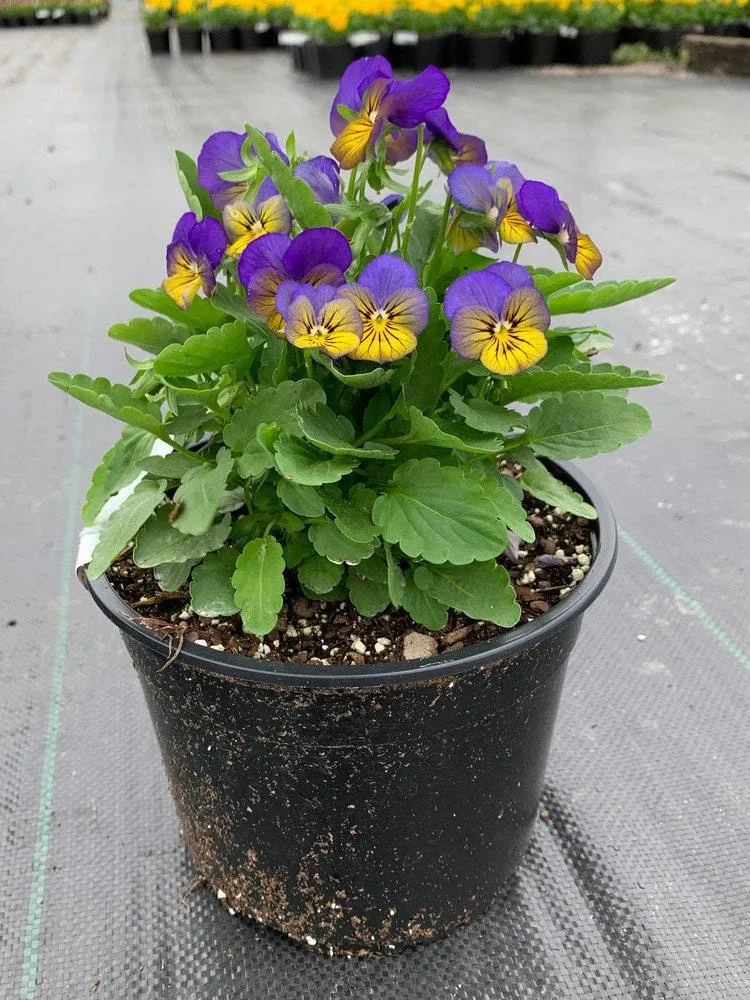 Viola cornuta "Sorbet XP - Morpho"