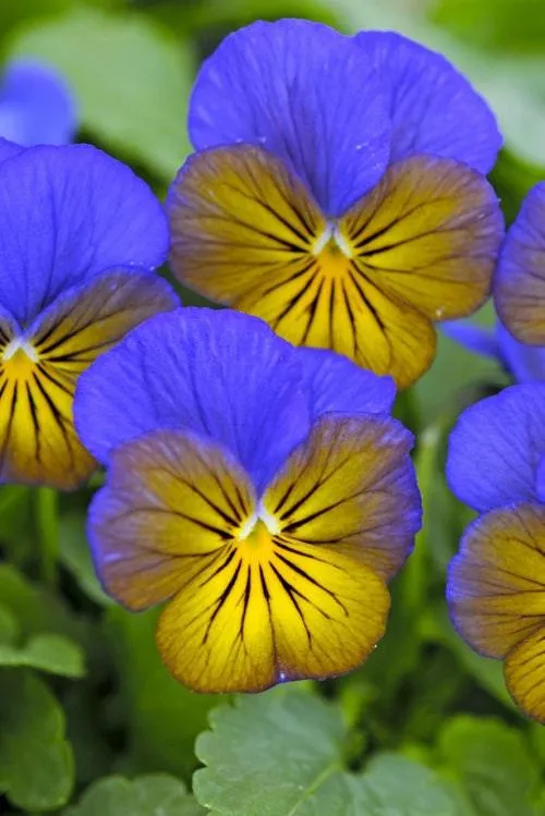 Viola cornuta "Sorbet XP - Morpho"