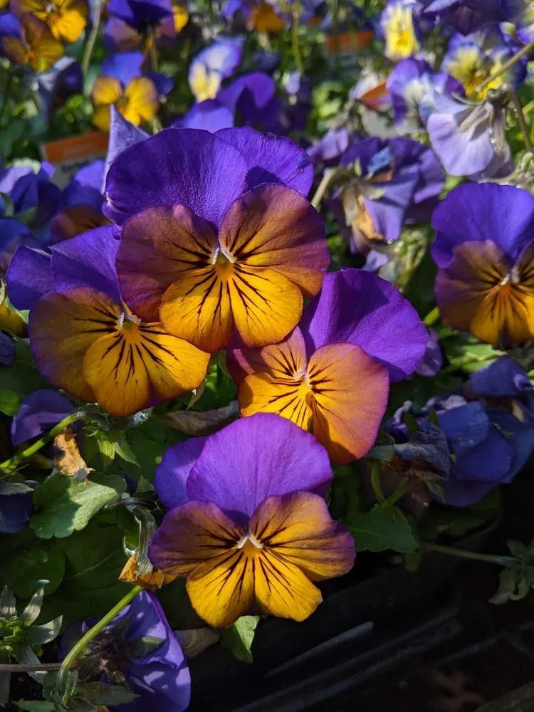 Viola cornuta "Sorbet XP - Morpho"
