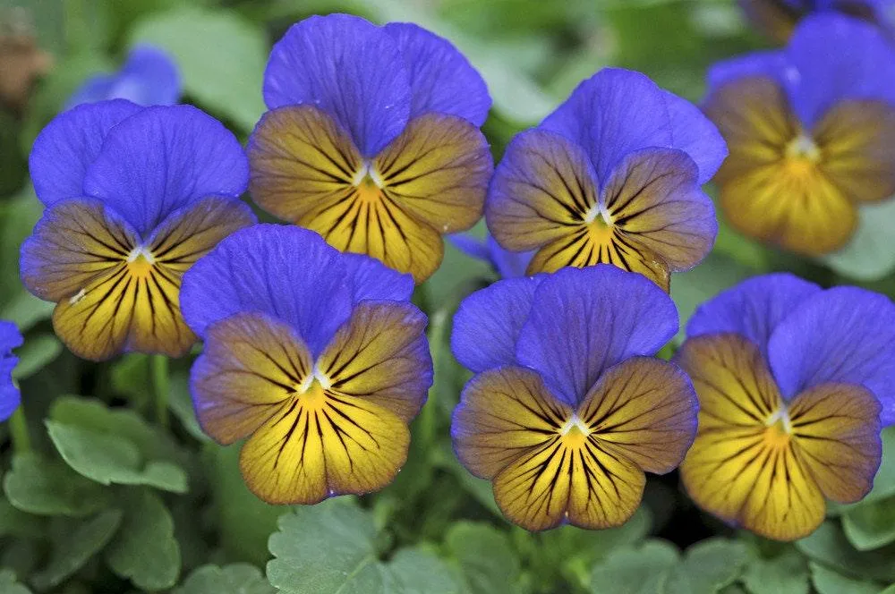 Viola cornuta "Sorbet XP - Morpho"
