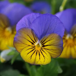 Viola cornuta "Sorbet XP - Morpho"