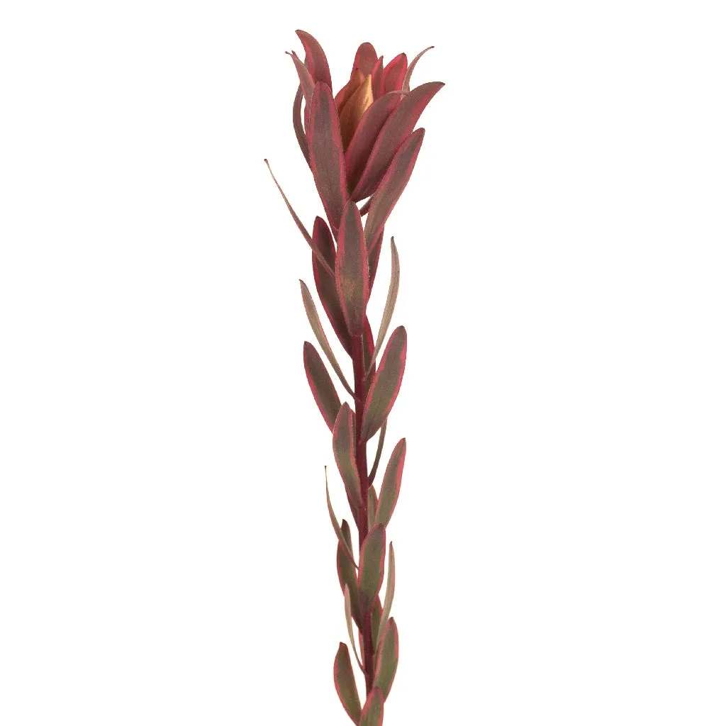 Wine Red Burgundy Leucadendron