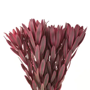 Wine Red Burgundy Leucadendron