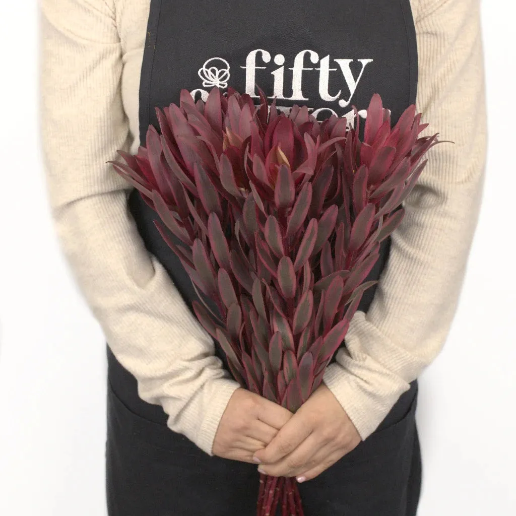 Wine Red Burgundy Leucadendron