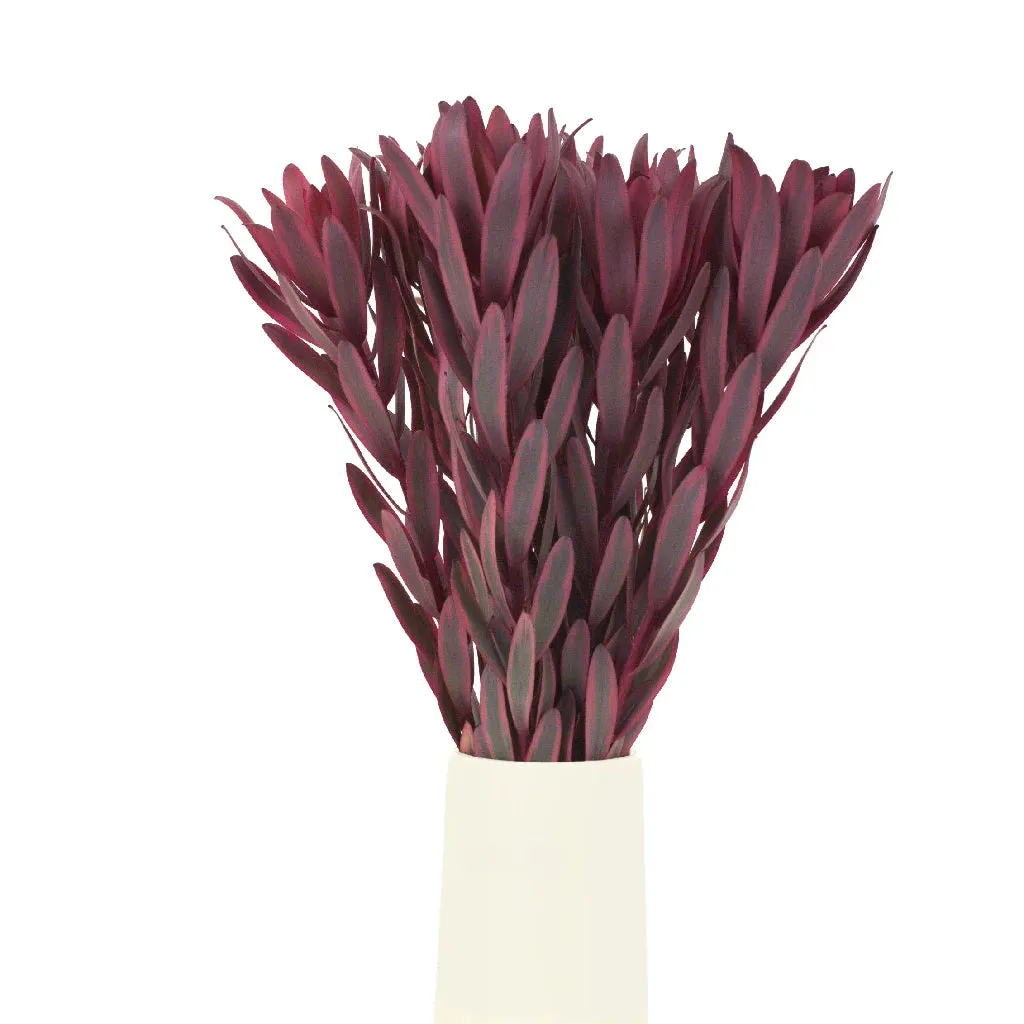 Wine Red Burgundy Leucadendron